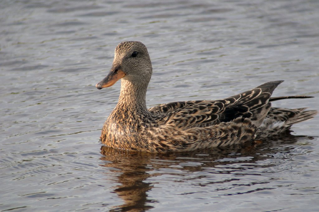 Duck, Gadwall, 2007-05220056 Cape May Point State Park, NJ.JPG - Gadwall. Cape May Point State Park, NJ, 5-22-2007